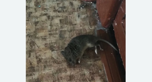Дезинфекция от мышей в Скоропусковском